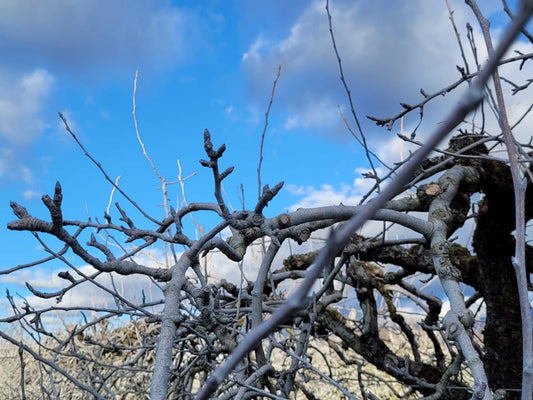 L'argile blanche calcinée sur les arbres fruitiers 🍏