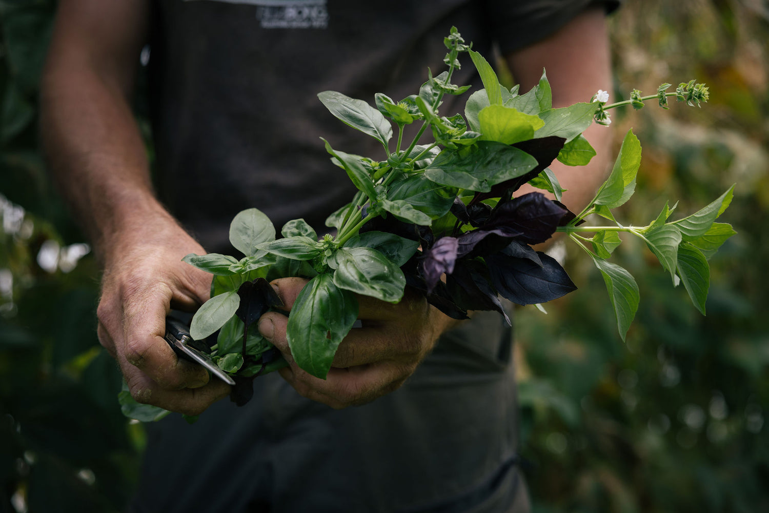 Producteurs de Saveurs à Le Pont de Beauvoisin magasin de producteur en Savoie et vente de produits locaux et magasin bio