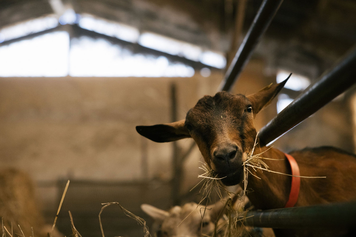 Producteurs de Saveurs à Le Pont de Beauvoisin magasin de producteur en Savoie et vente de produits locaux et magasin bio en Savoie